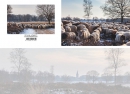 Productafbeelding Panoramawenskaart de hei op - schapen